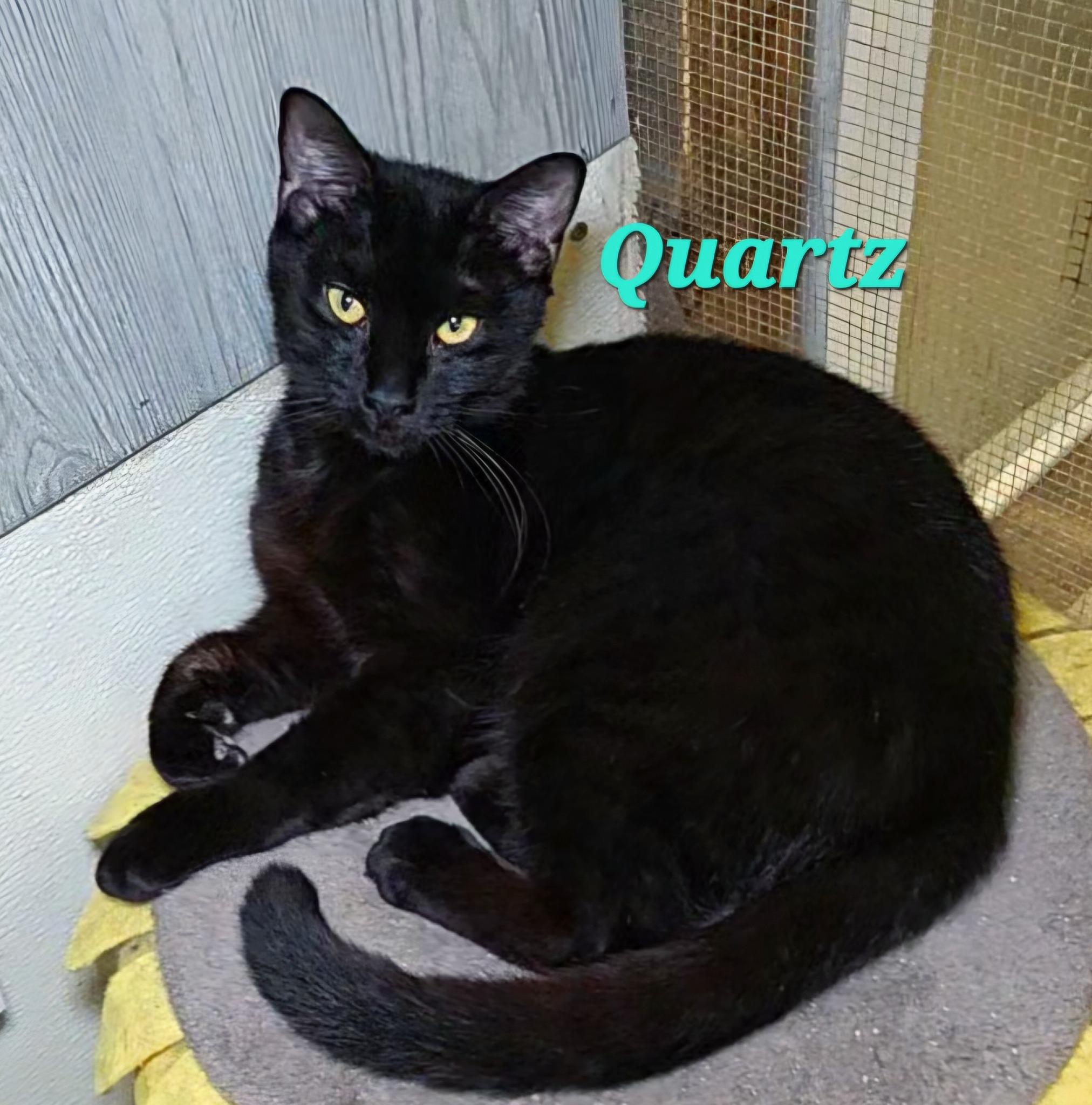 Quartz, Adoptable, Adult Male Domestic Short Hair.
