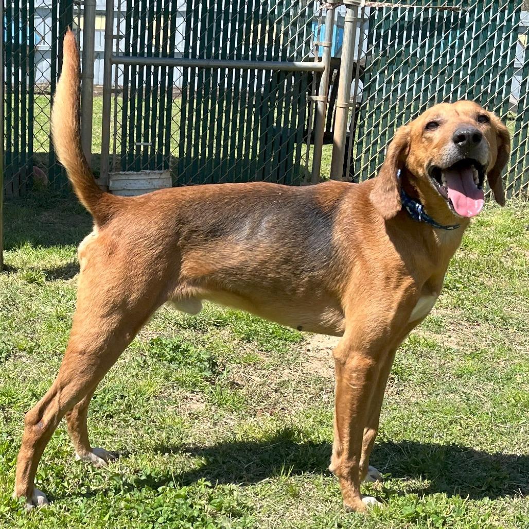 Bones, a Adoptable Hound in Starkville, MS image 1/6