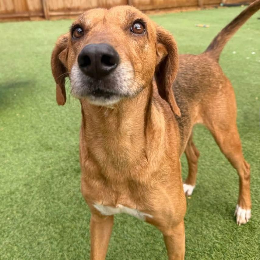 Bones, a Adoptable Hound in Starkville, MS image 2/6