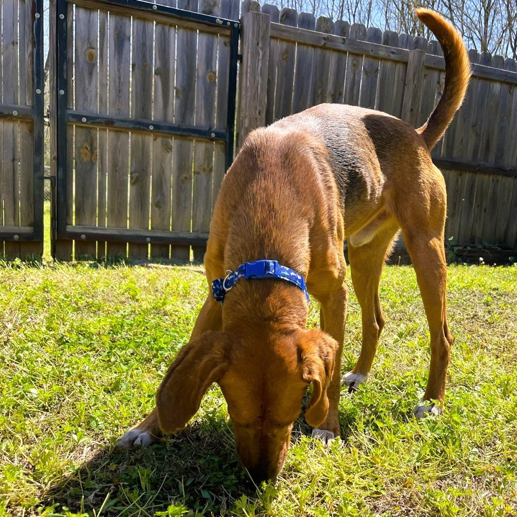 Bones, a Adoptable Hound in Starkville, MS image 3/6