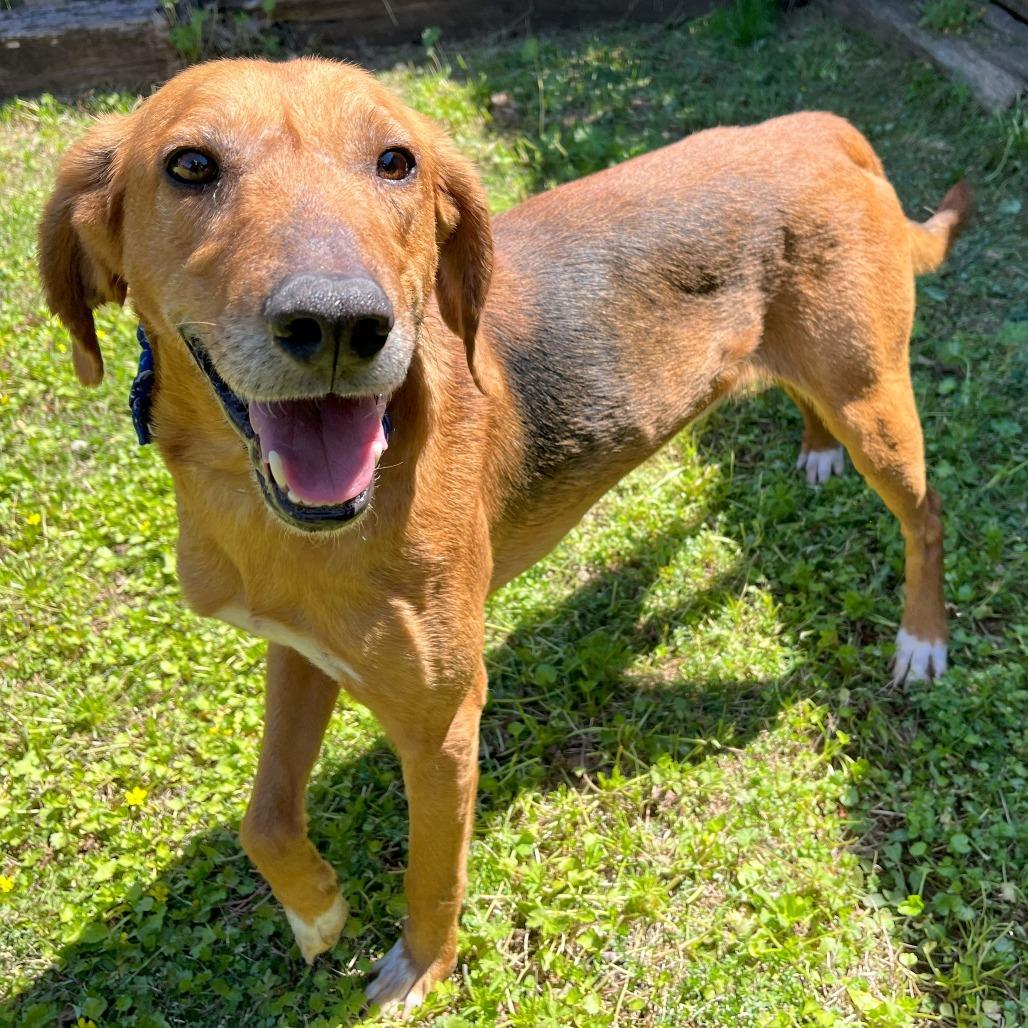 Bones, a Adoptable Hound in Starkville, MS image 4/6