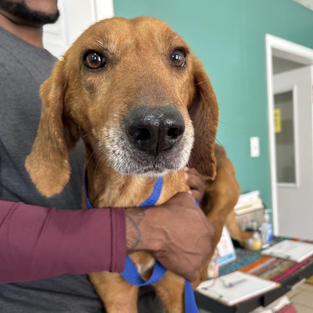 Bones, a Adoptable Hound in Starkville, MS image 5/6