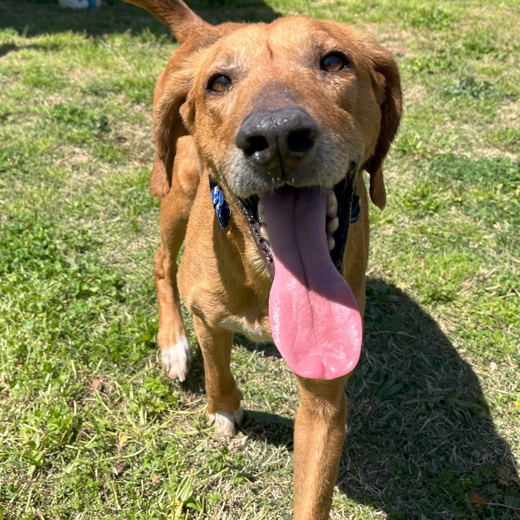Bones, a Adoptable Hound in Starkville, MS image 6/6