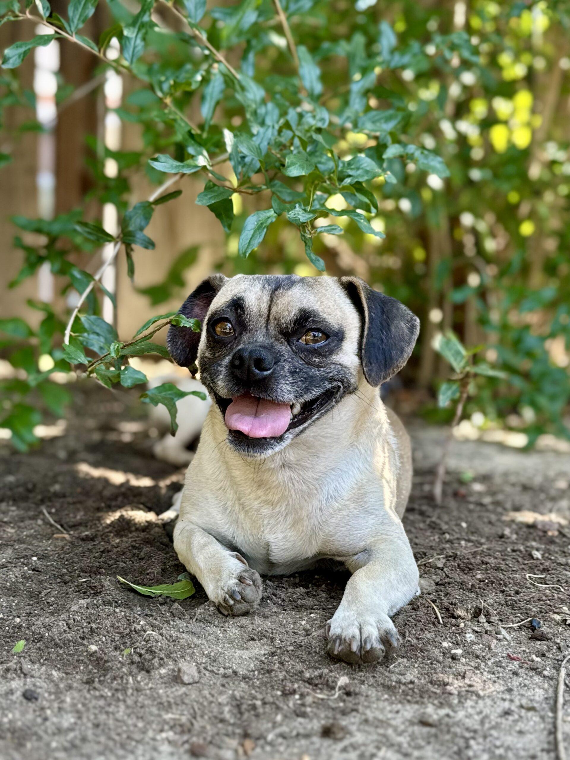 Bean, Adoptable, Young Male Pug & Mixed Breed.