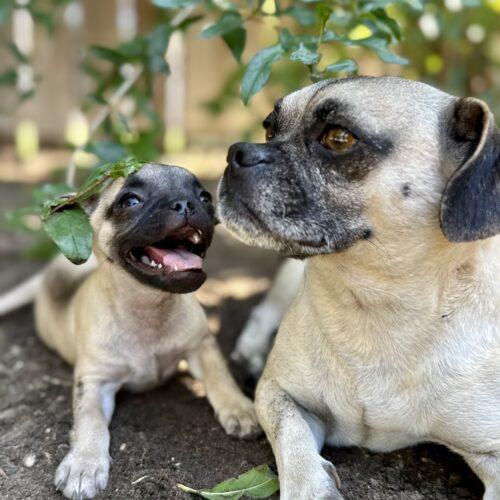 Bean, Adoptable, Young Male Pug & Mixed Breed.