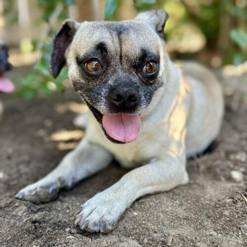 Enlarge Bean, a Adoptable mixed breed in Coachella, CA image 3/3