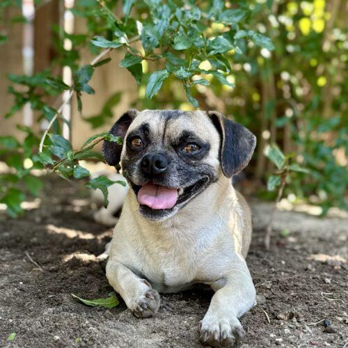Enlarge Bean, a Adoptable mixed breed in Coachella, CA image 3/3