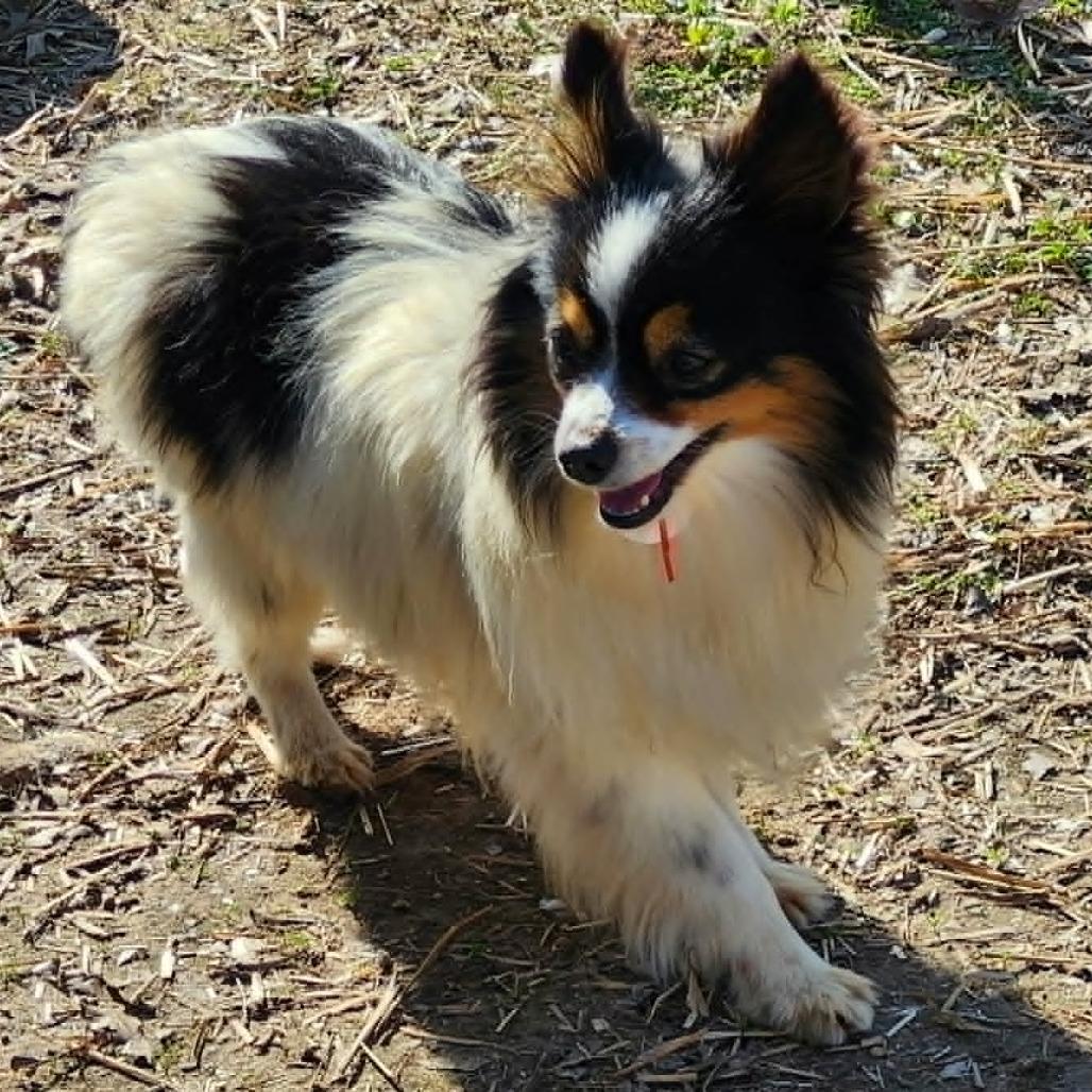 Darla, Adoptable, Adult Female Australian Shepherd.