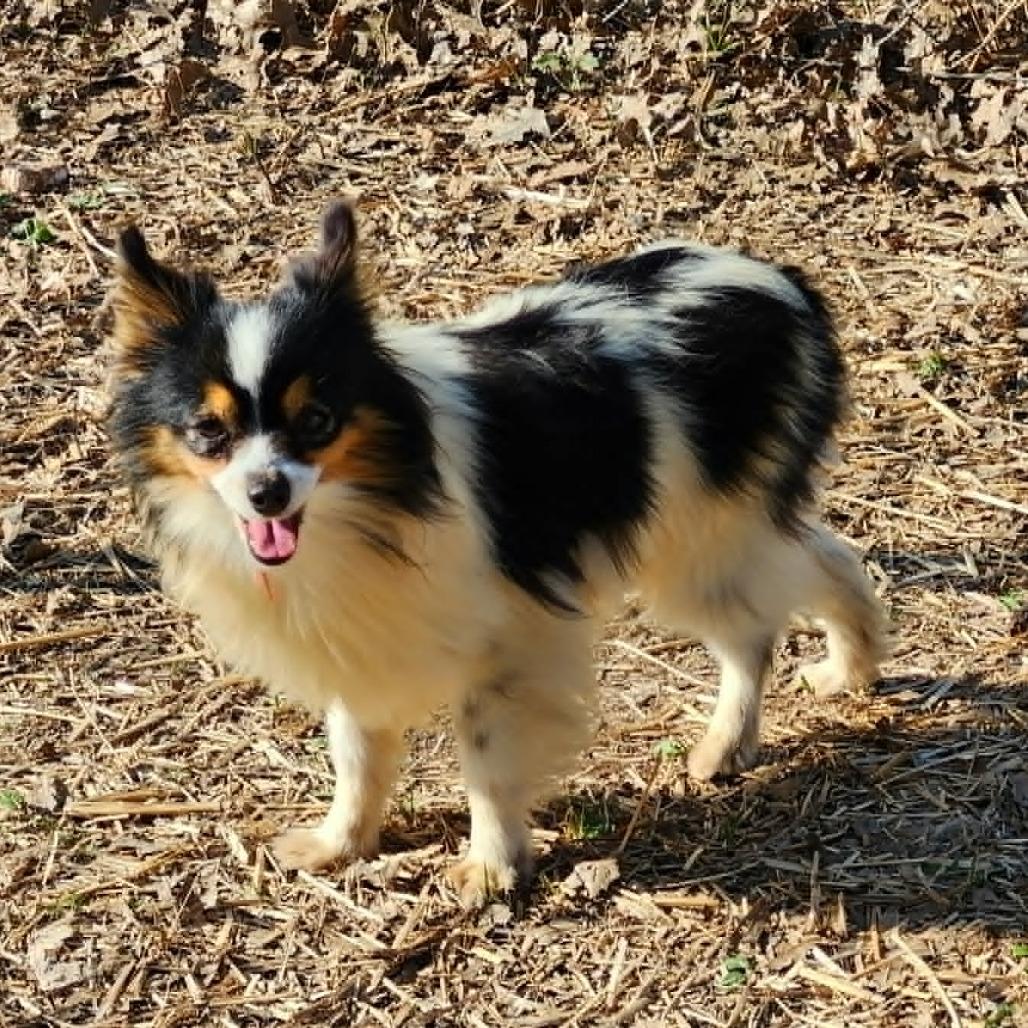 Enlarge Darla, a Adoptable Australian Shepherd in Ada, MN image 2/5