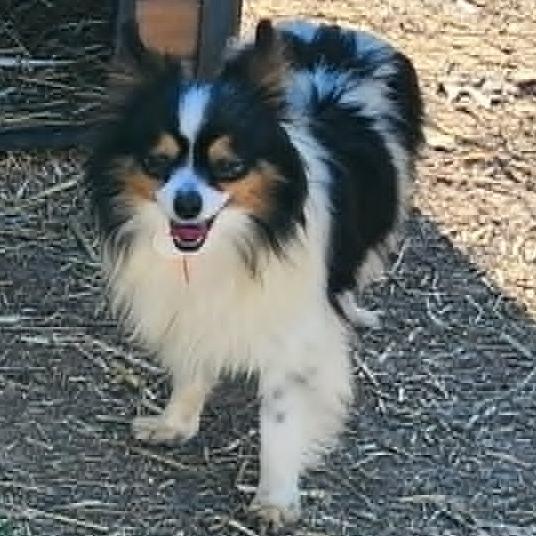 Enlarge Darla, a Adoptable Australian Shepherd in Ada, MN image 3/5