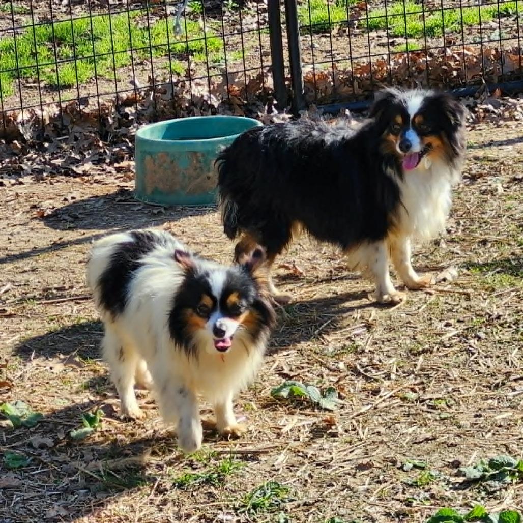 Enlarge Darla, a Adoptable Australian Shepherd in Ada, MN image 4/5