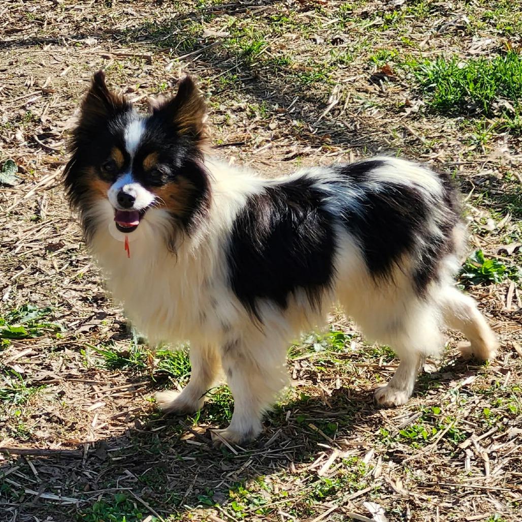 Enlarge Darla, a Adoptable Australian Shepherd in Ada, MN image 5/5