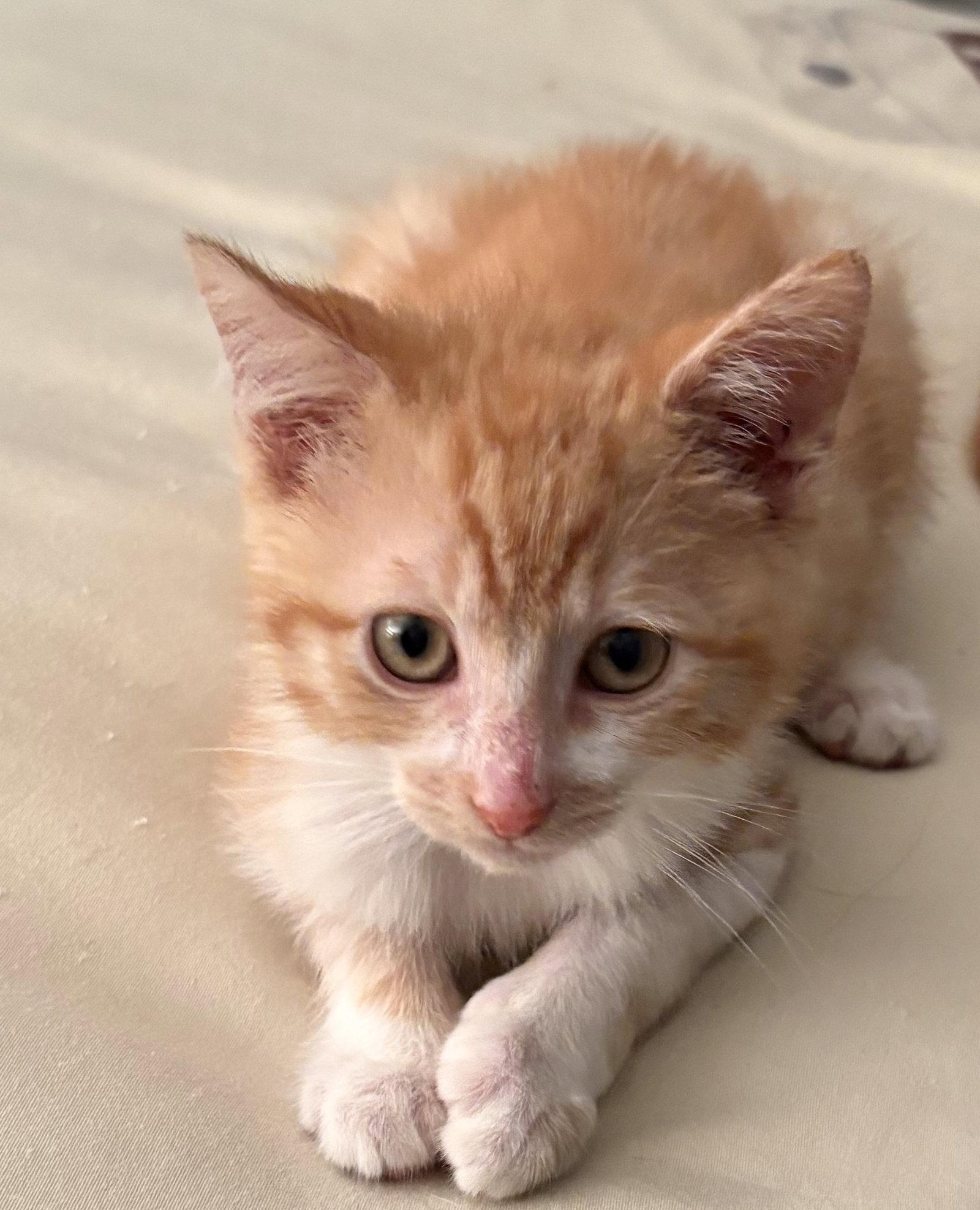 Ollie, Adoptable, Kitten Male Domestic Short Hair.