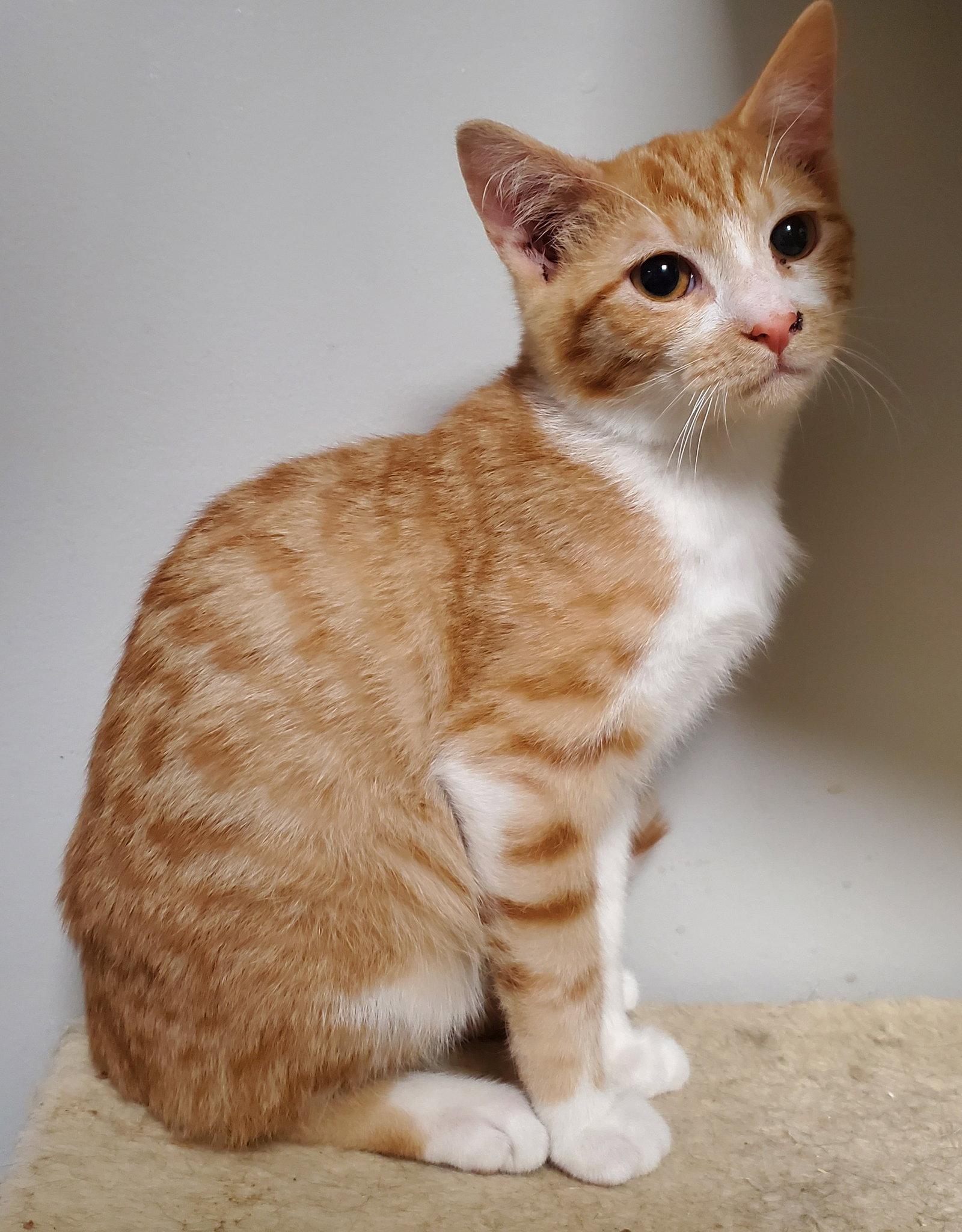 Enlarge Ollie, a Adoptable Domestic Short Hair in Kansas City, MO image 2/3