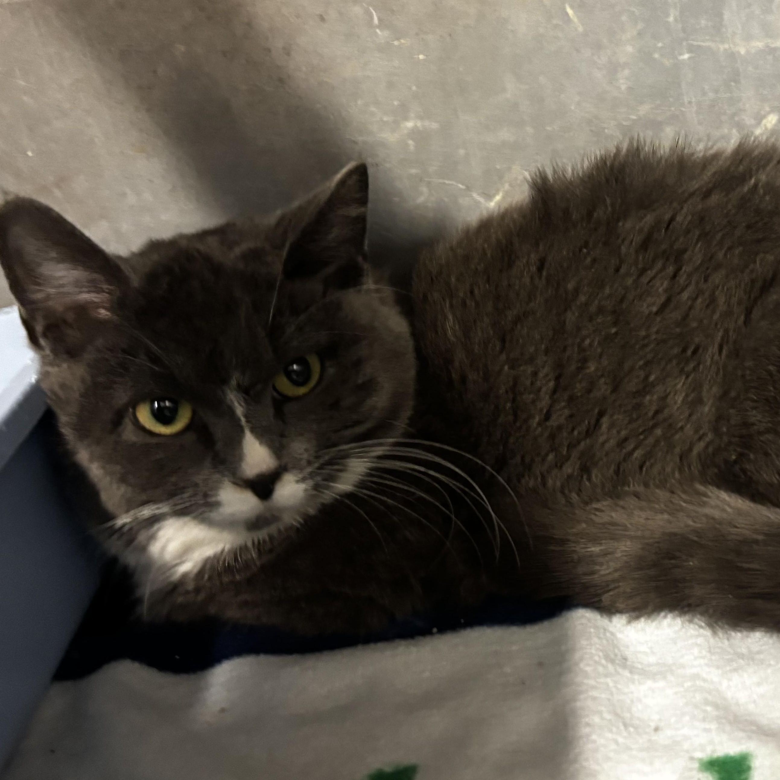 Enlarge Sporty Spice , a ADOPTABLE Domestic Short Hair in Fort Madison, IA image 1/1