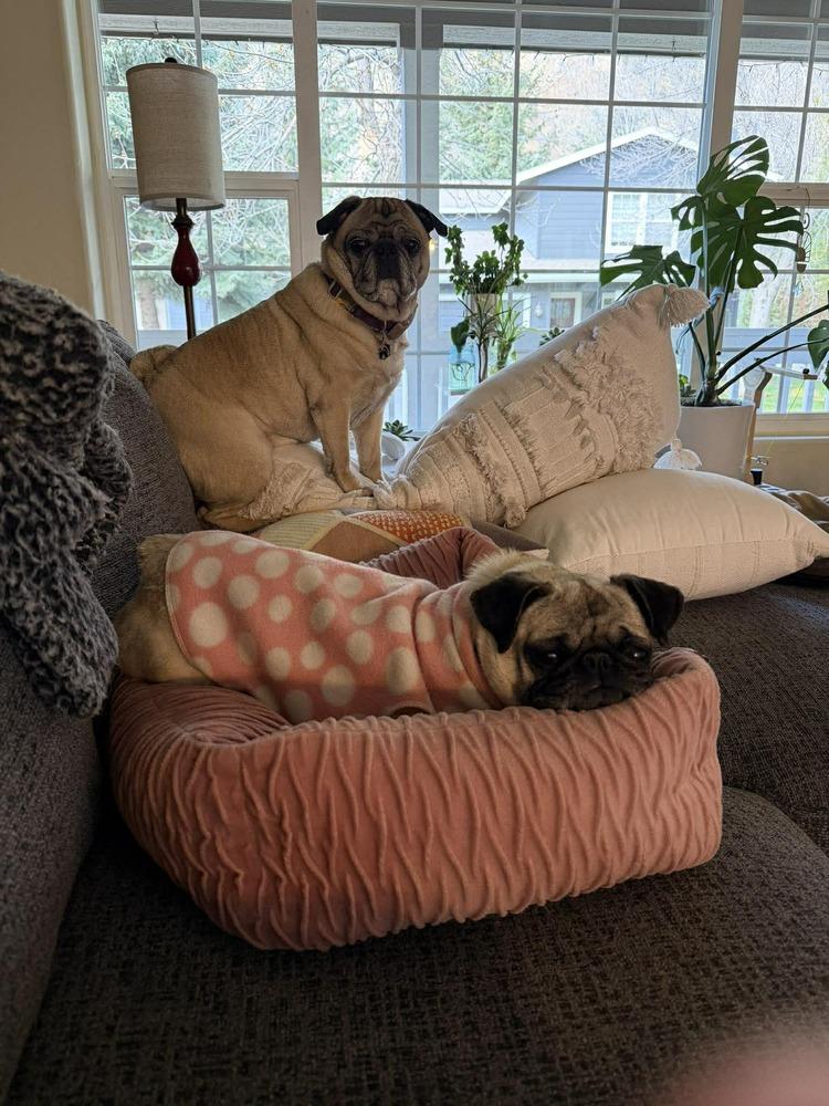 Franny, Adoptable, Young Female Pug.