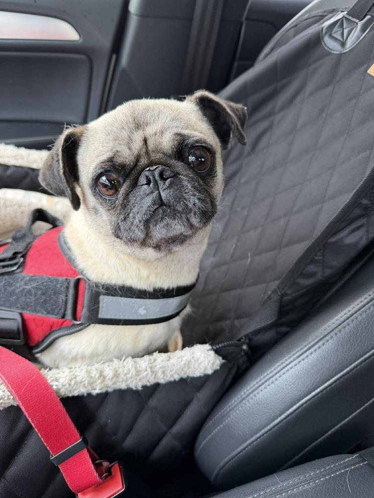 Enlarge Franny, a Adoptable Pug in Eagle, ID image 2/5