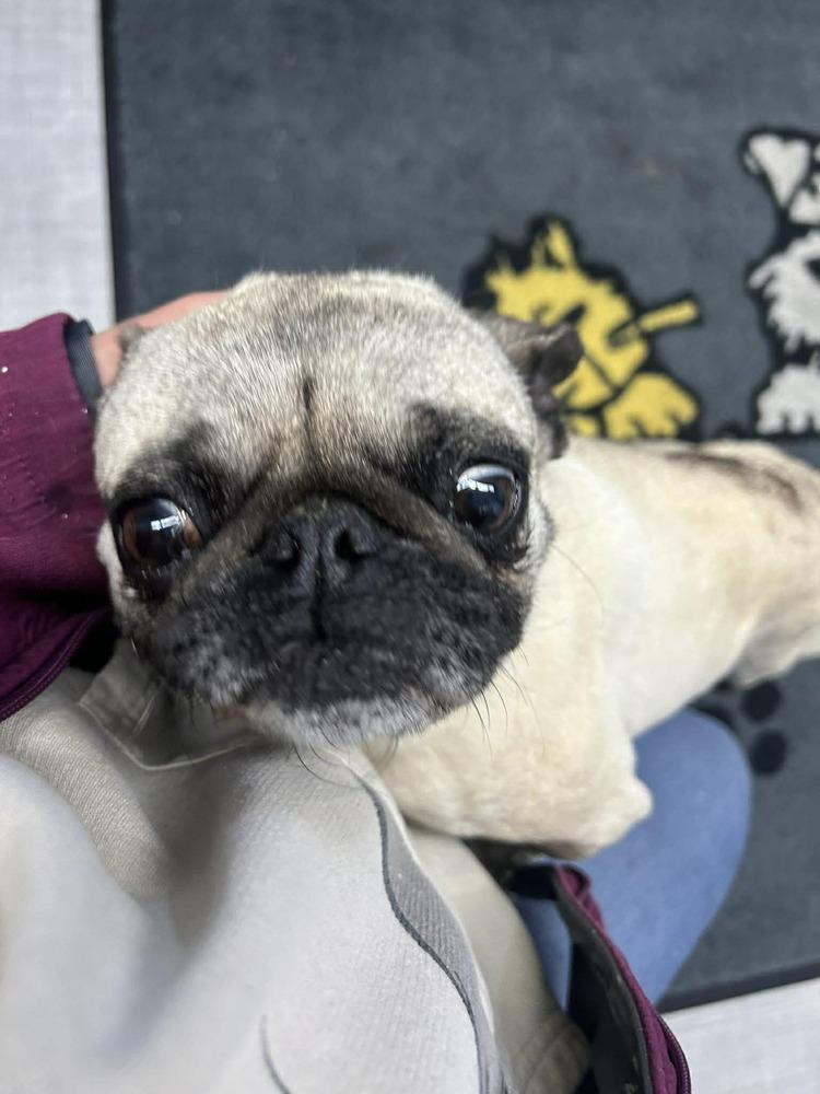Enlarge Franny, a Adoptable Pug in Eagle, ID image 3/5