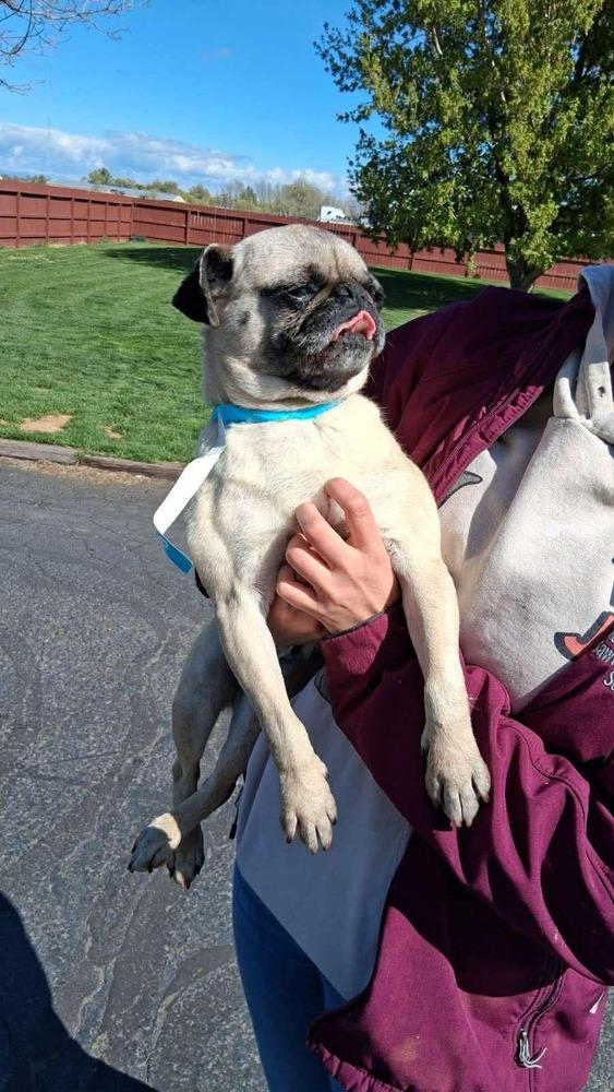 Enlarge Franny, a Adoptable Pug in Eagle, ID image 4/5