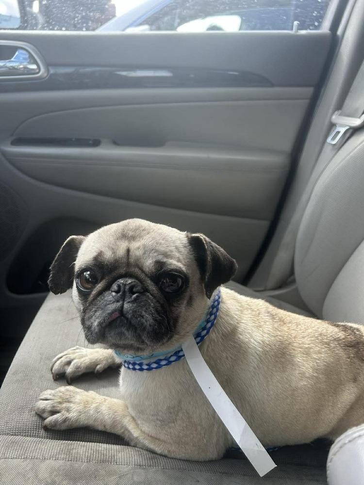 Enlarge Franny, a Adoptable Pug in Eagle, ID image 5/5