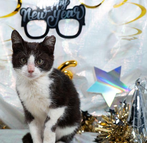 Enlarge Goofy, a Adoptable Domestic Short Hair in Lafayette, LA image 3/5