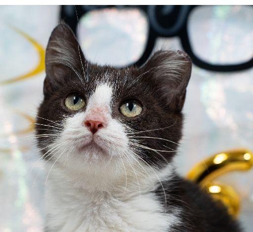 Enlarge Goofy, a Adoptable Domestic Short Hair in Lafayette, LA image 1/5