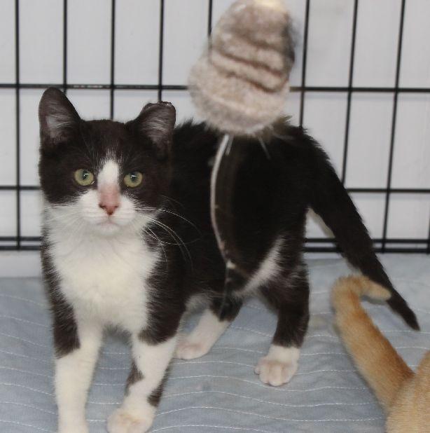 Enlarge Goofy, a Adoptable Domestic Short Hair in Lafayette, LA image 2/5