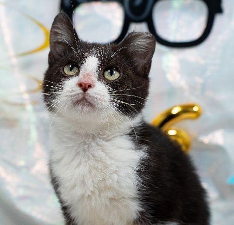 Enlarge Goofy, a Adoptable Domestic Short Hair in Lafayette, LA image 4/5