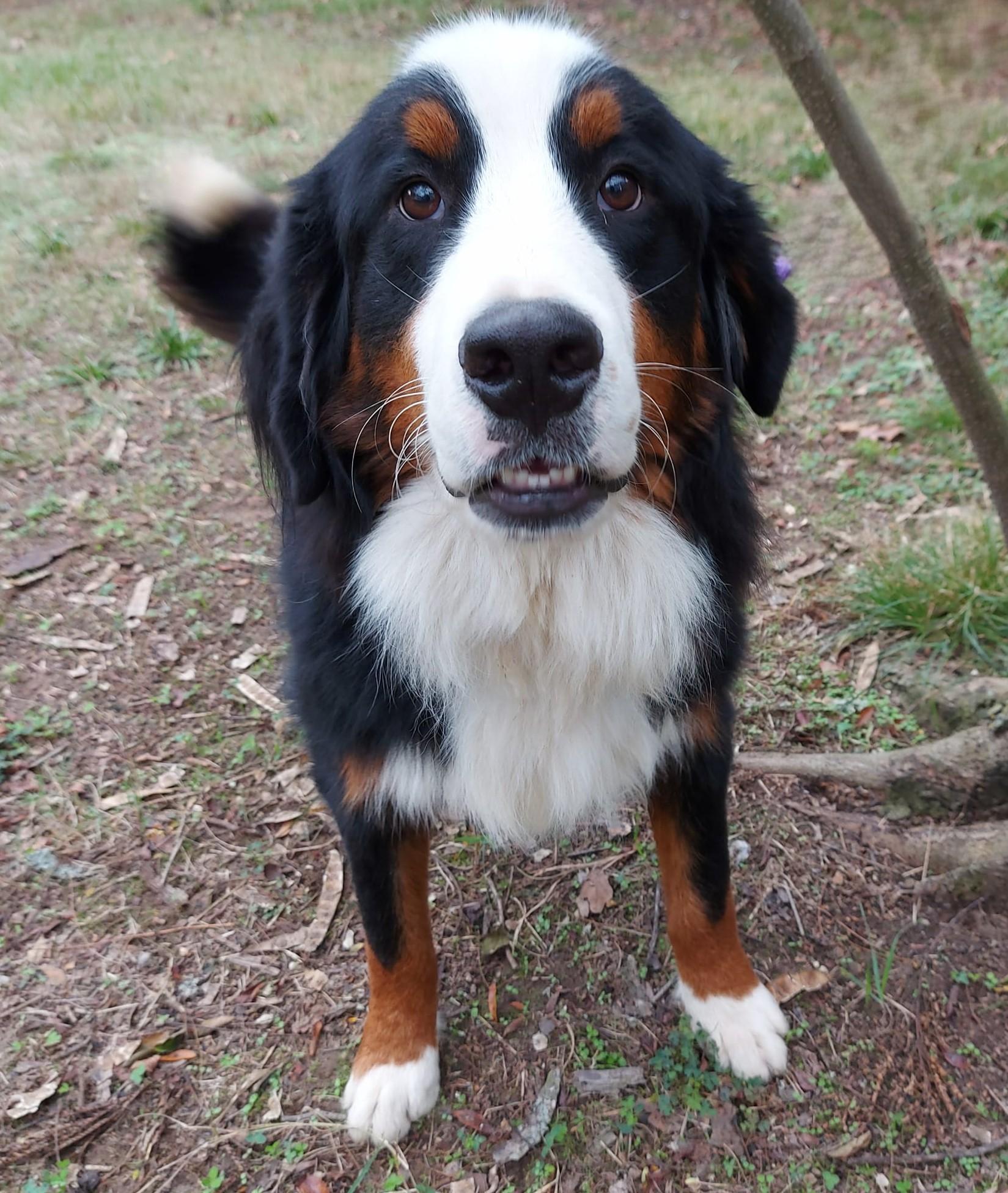 Scouty