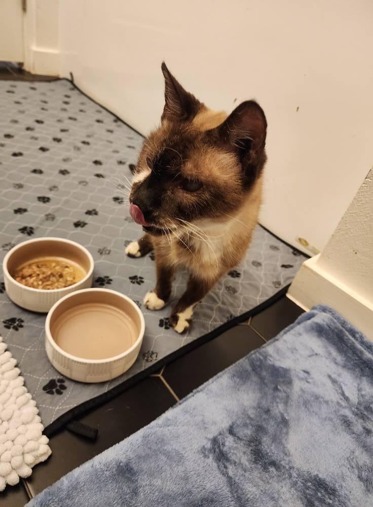 Darwin, Adoptable, Senior Male Siamese.