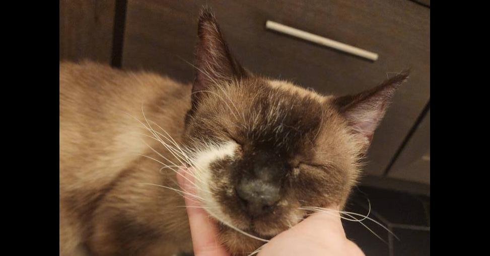 Darwin, Adoptable, Senior Male Siamese.
