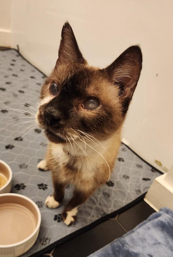 Enlarge Darwin, a Adoptable mixed breed in Austin, TX image 3/6