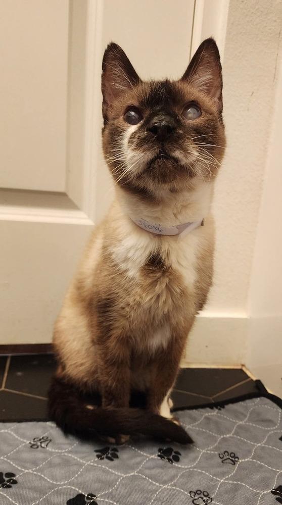 Darwin, Adoptable, Senior Male Siamese.
