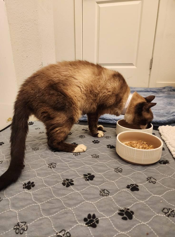 Enlarge Darwin, a Adoptable mixed breed in Austin, TX image 6/6