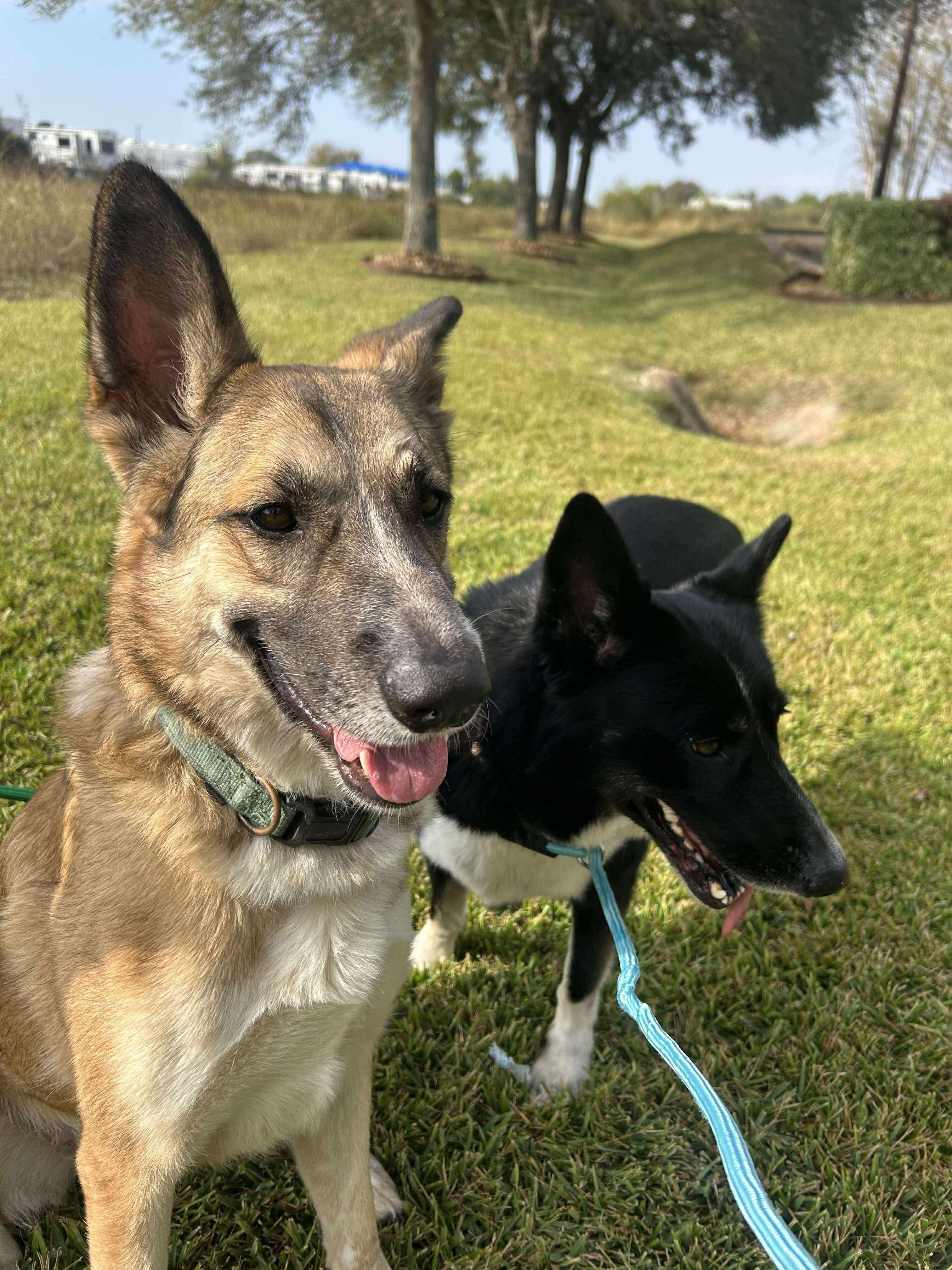 Enlarge Abigale, a Adoptable mixed breed in Spring, TX image 5/5