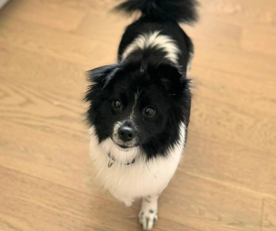 Enlarge Cleo, a Adoptable mixed breed in Lincoln, NE image 1/6