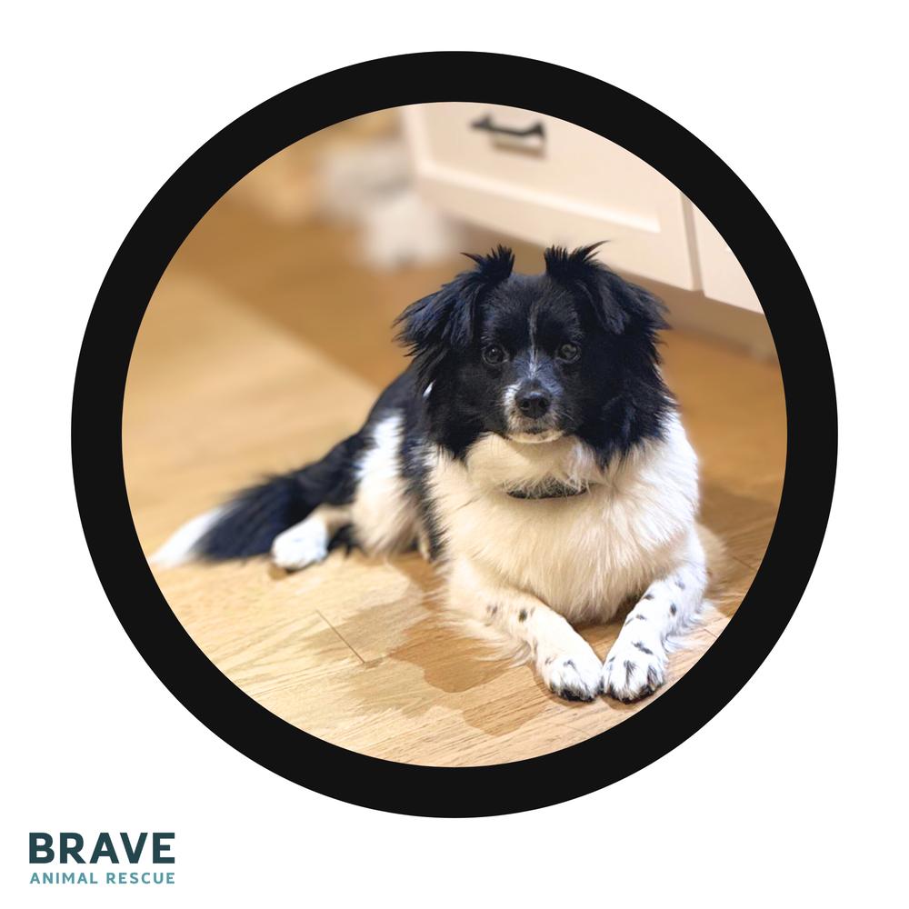 Cleo, Adoptable, Adult Female Pomeranian.