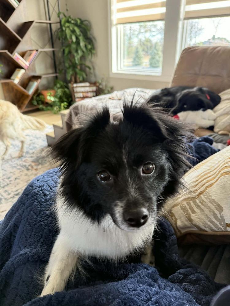 Enlarge Cleo, a Adoptable mixed breed in Lincoln, NE image 5/6