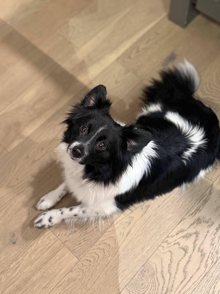 Enlarge Cleo, a Adoptable mixed breed in Lincoln, NE image 6/6