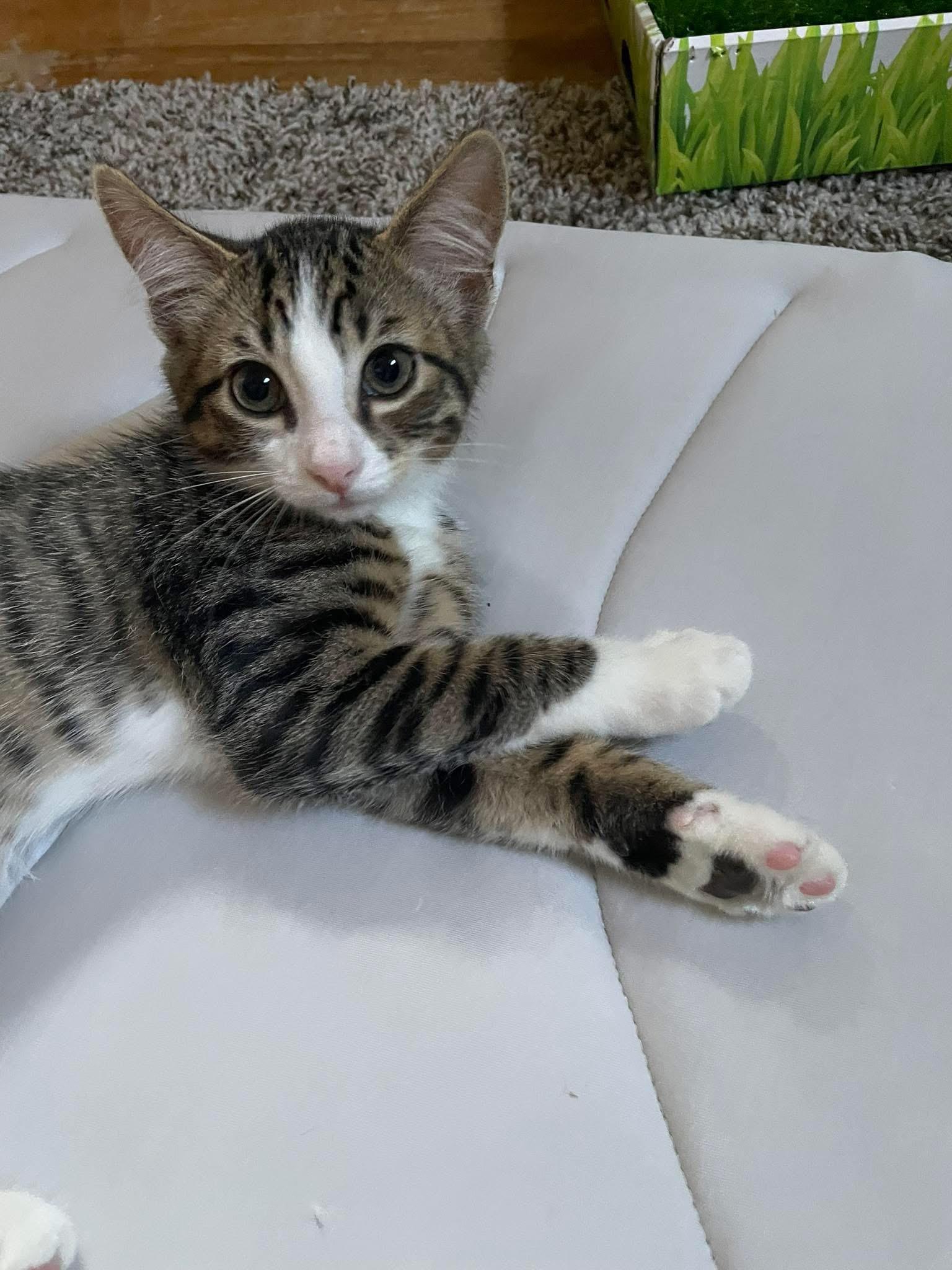 Chandler (kitten), Baby Male Domestic Short Hair