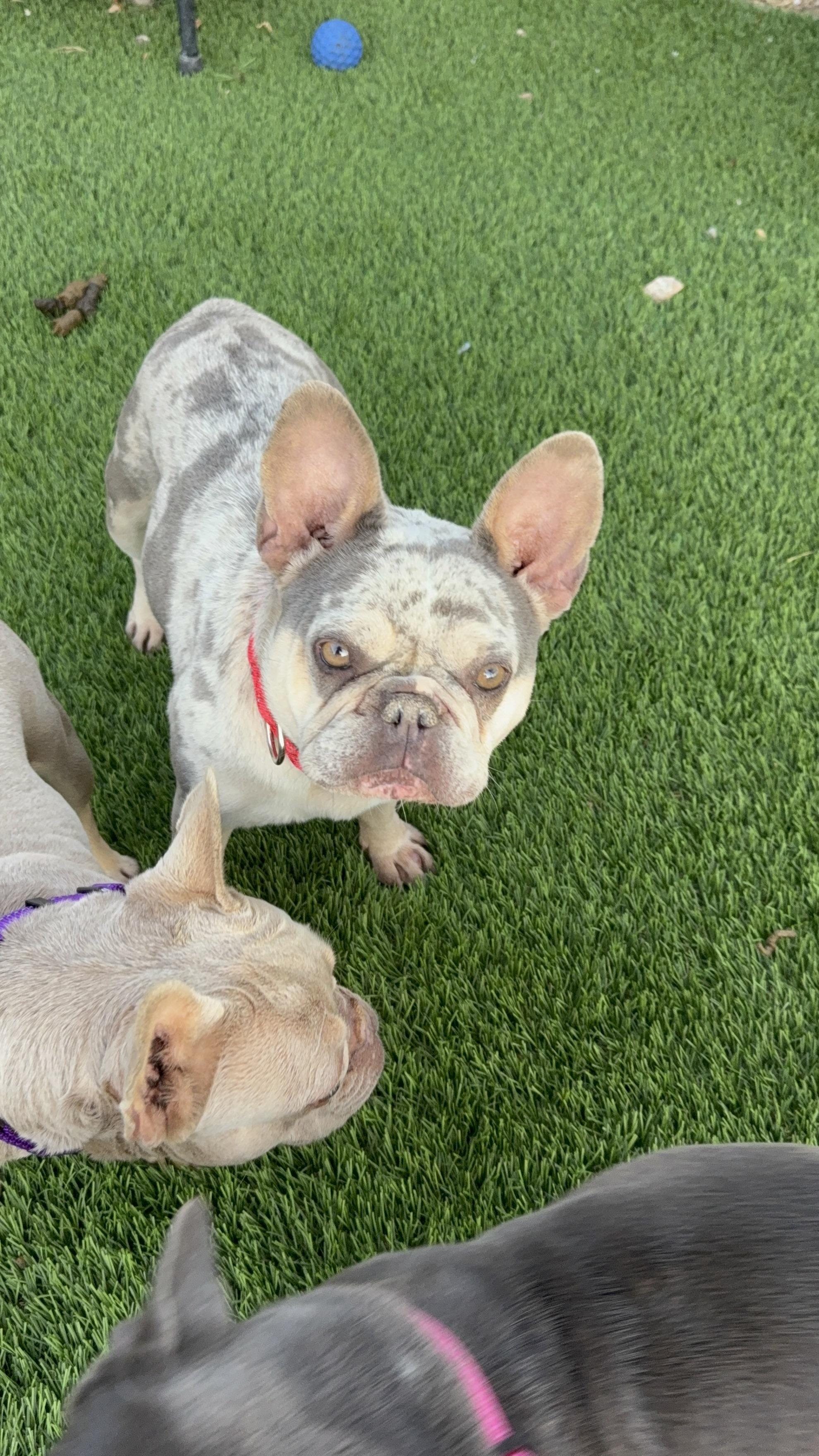 Jett, Adoptable, Adult Female French Bulldog.