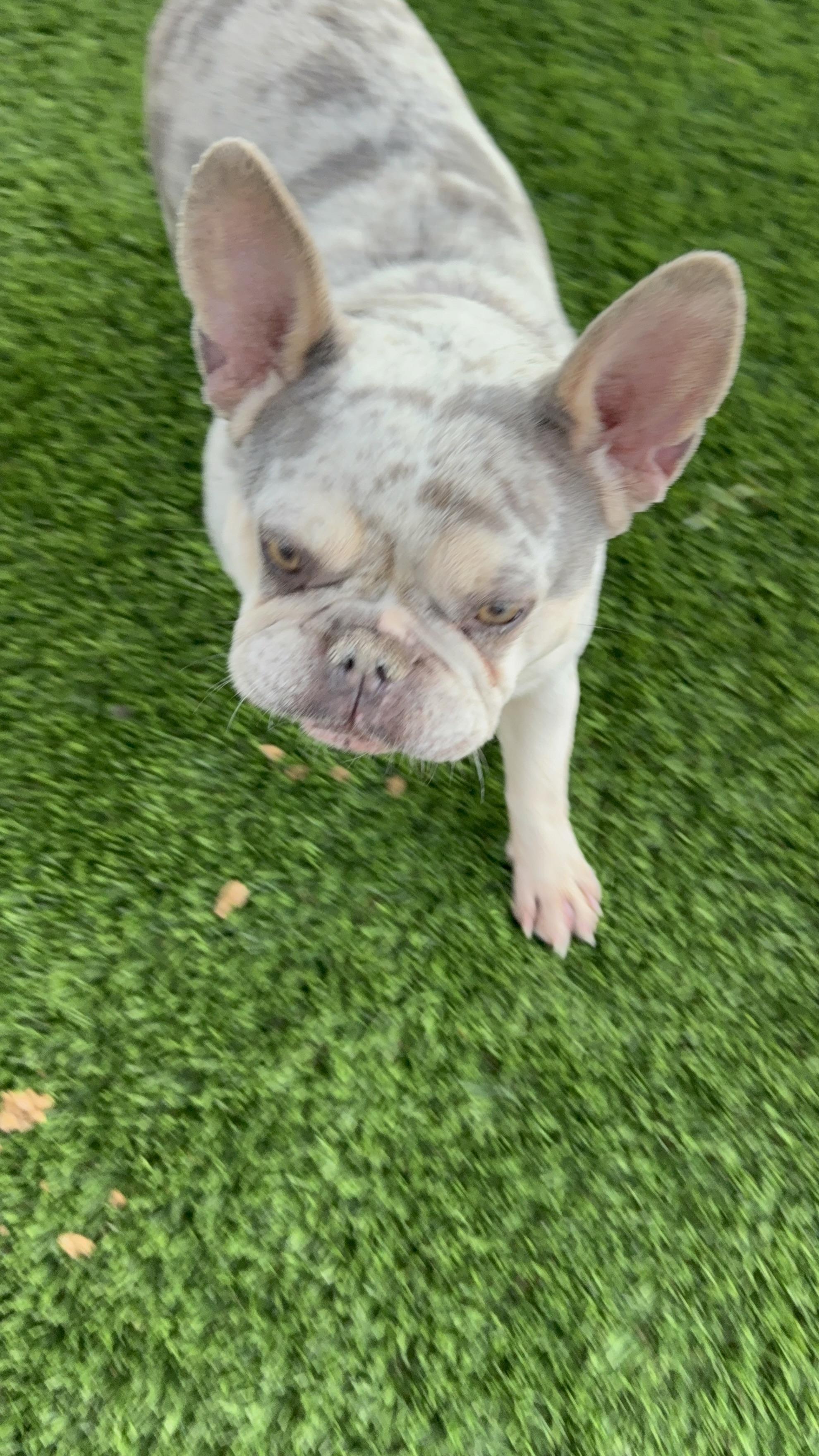 Jett, a Adoptable French Bulldog in Mesa, AZ image 2/5