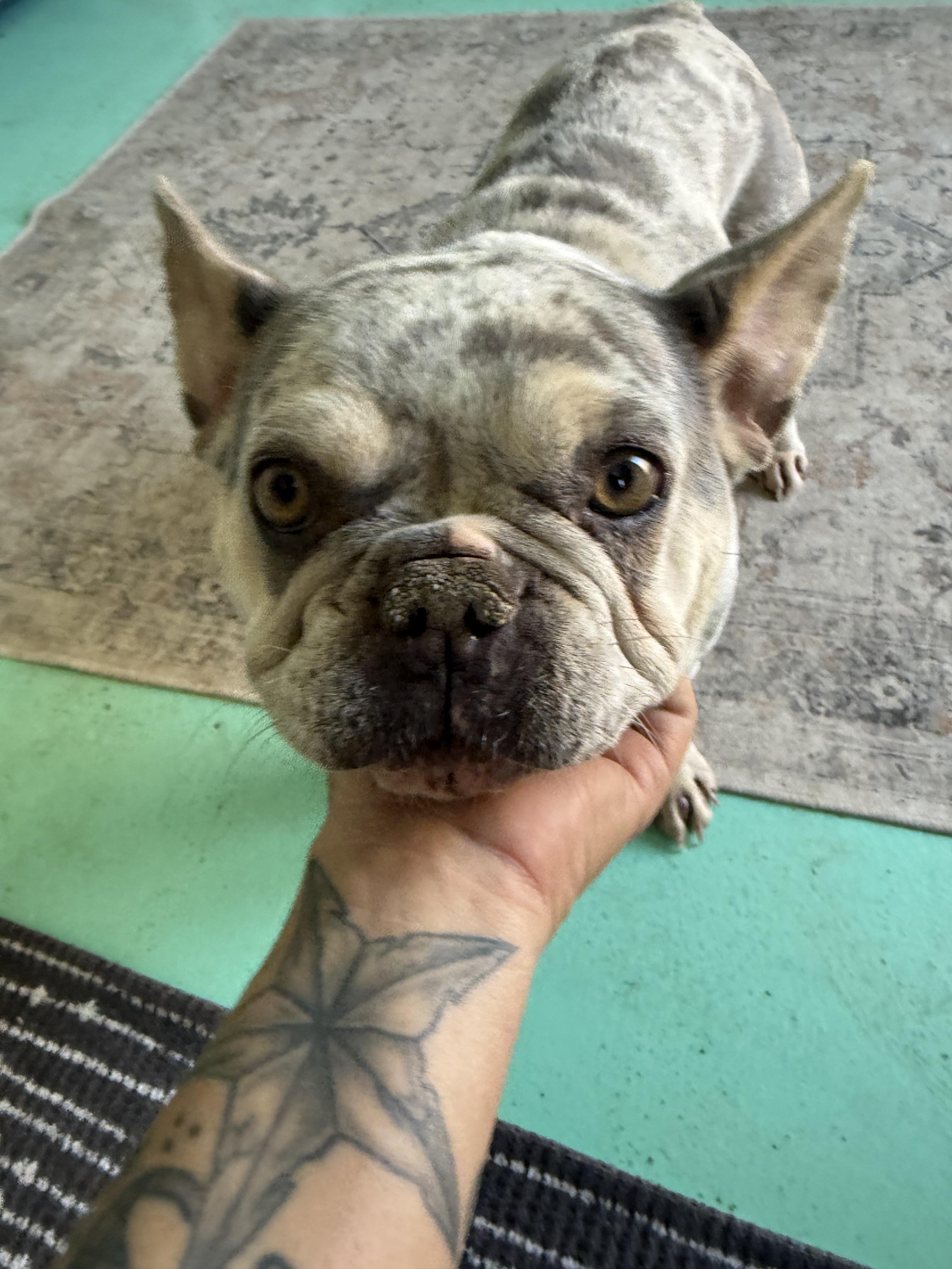 Jett, a Adoptable French Bulldog in Mesa, AZ image 3/5