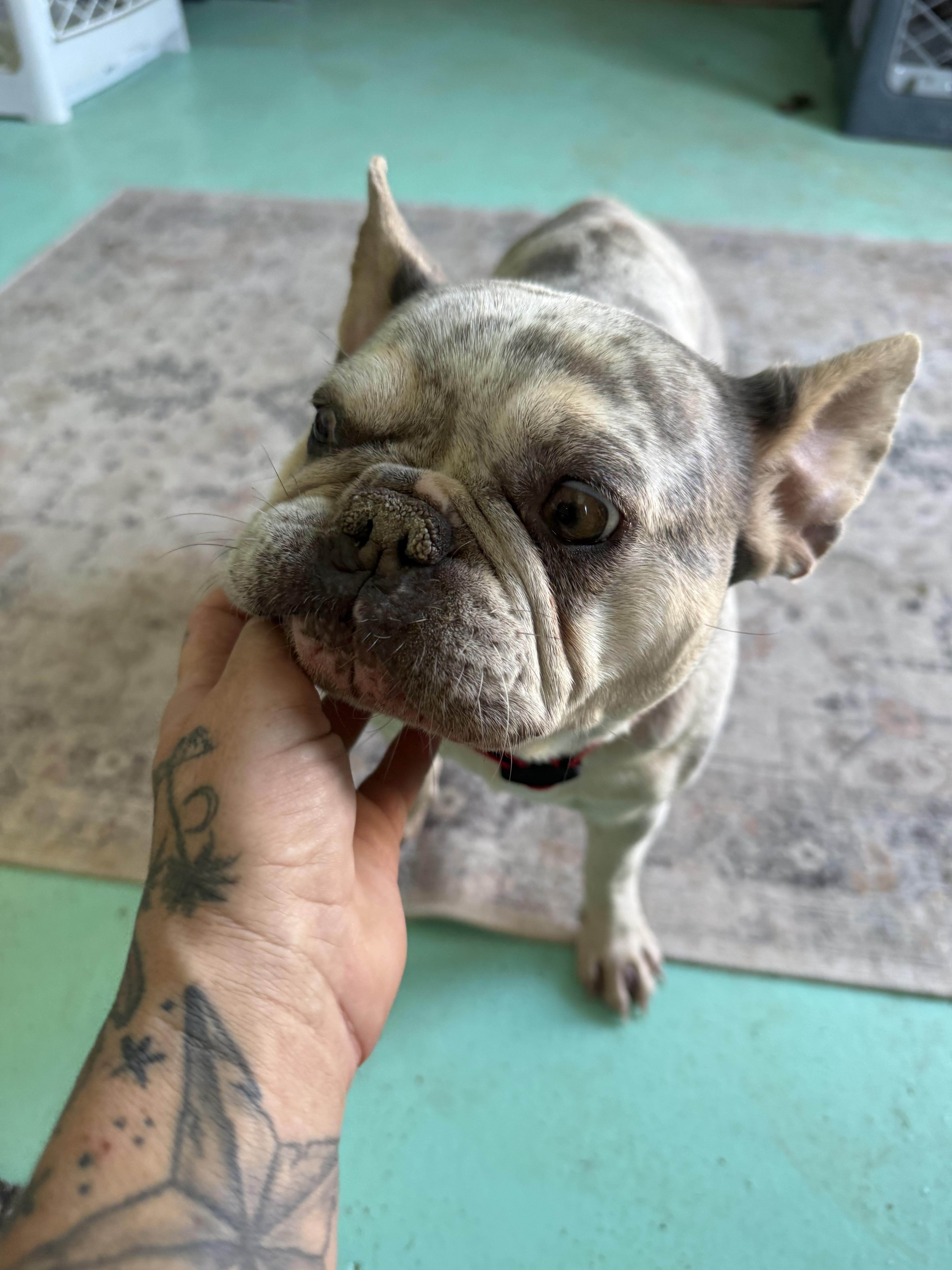 Jett, a Adoptable French Bulldog in Mesa, AZ image 4/5