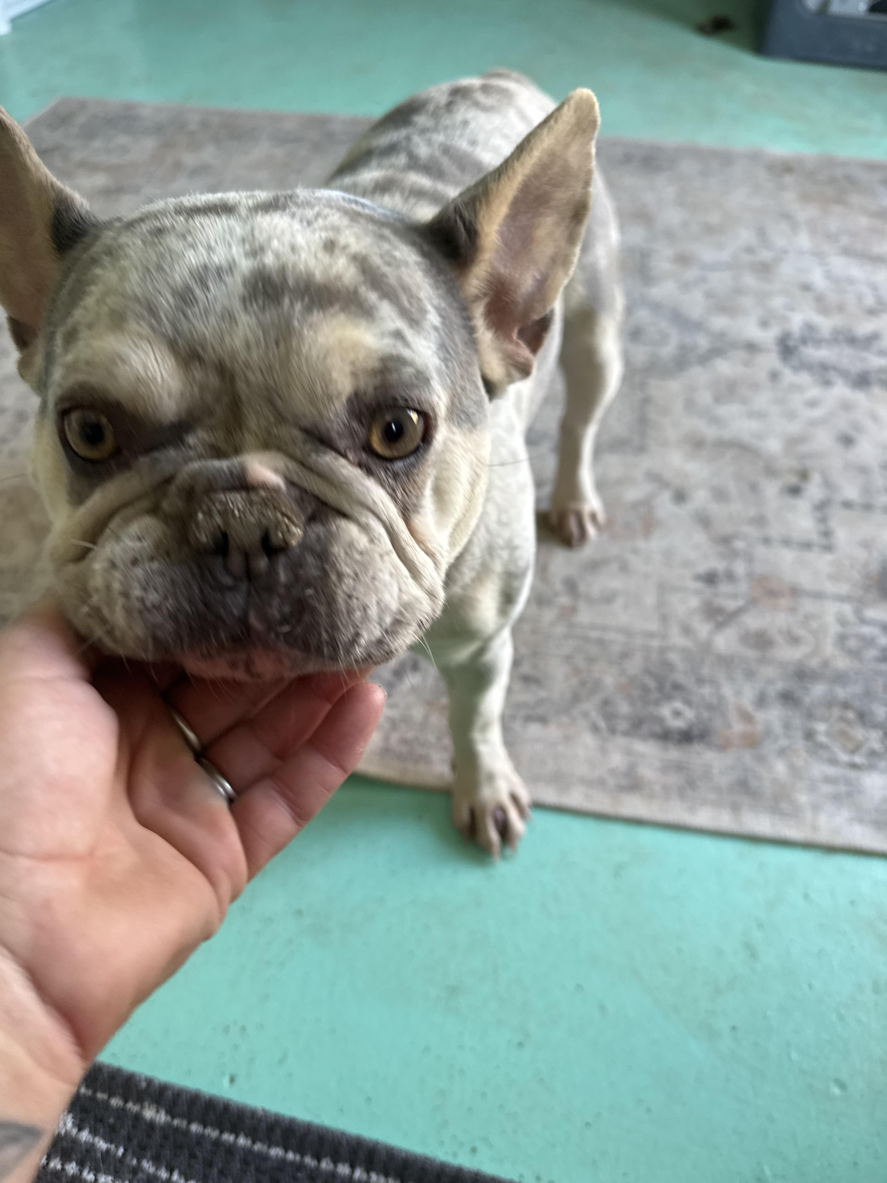 Jett, a Adoptable French Bulldog in Mesa, AZ image 5/5