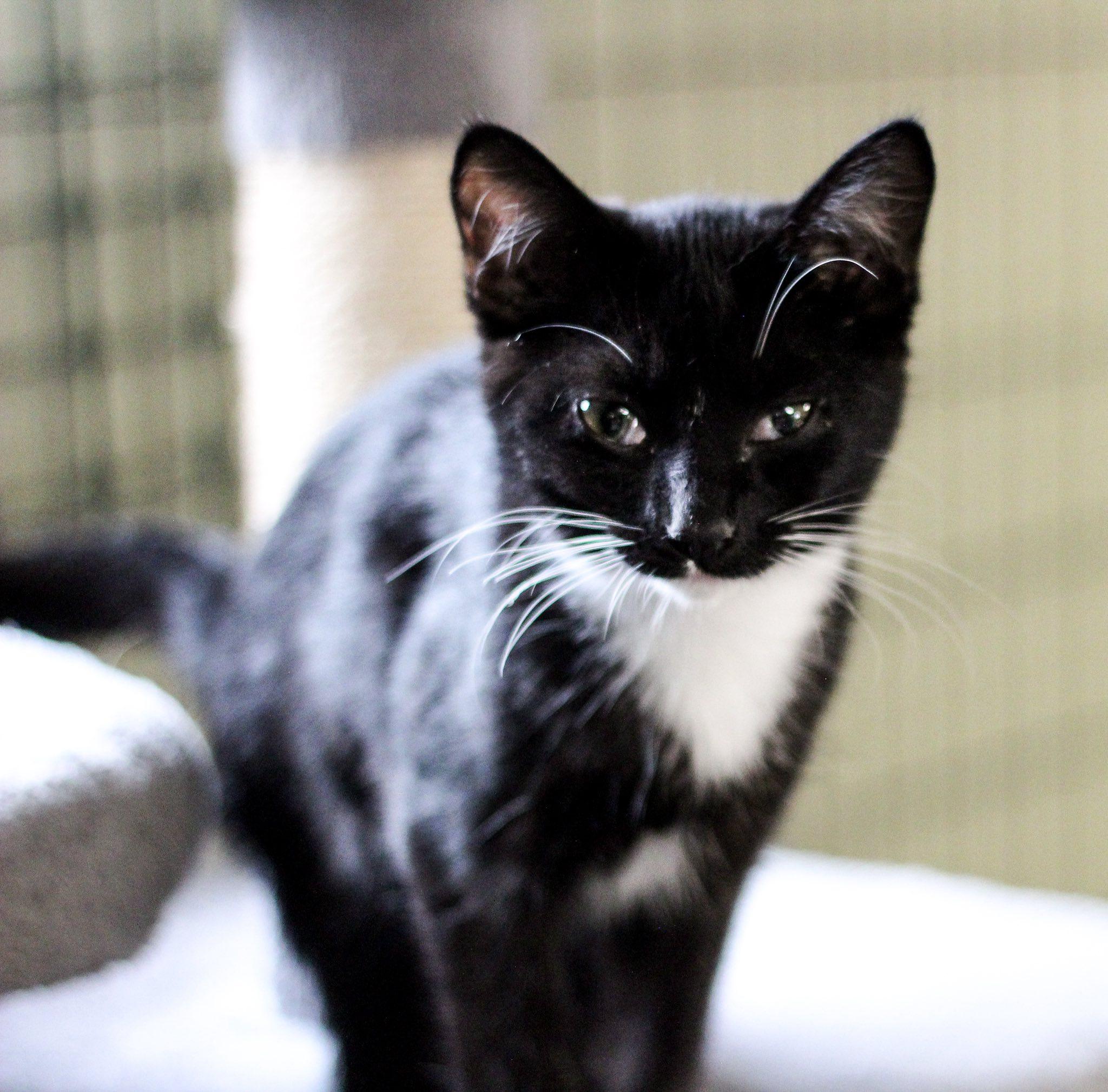 Socks, Young Female unknown