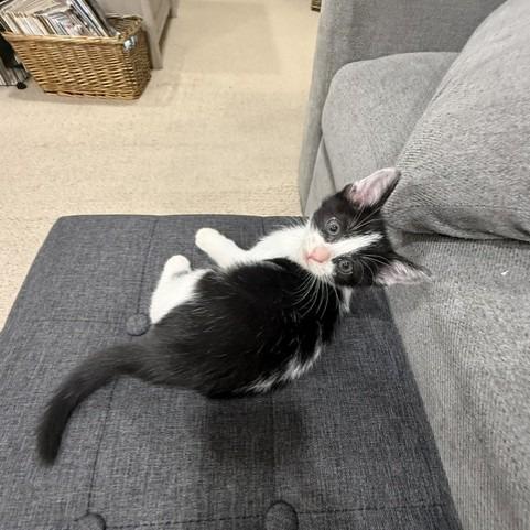 Rosalie, a Adoptable Domestic Short Hair in Ashland, OR image 1/3
