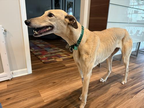 Jane, Adoptable, Adult Female Greyhound.