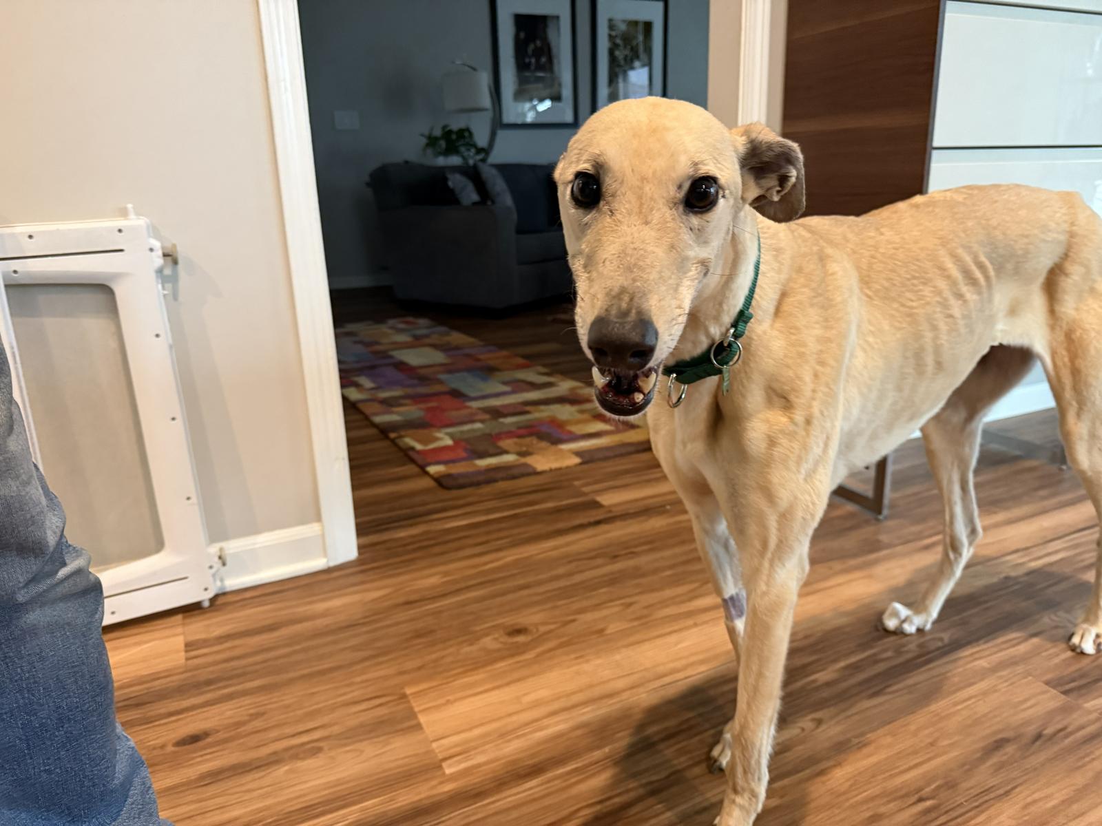 Jane, a Adoptable Greyhound in Kansas City, MO image 2/2