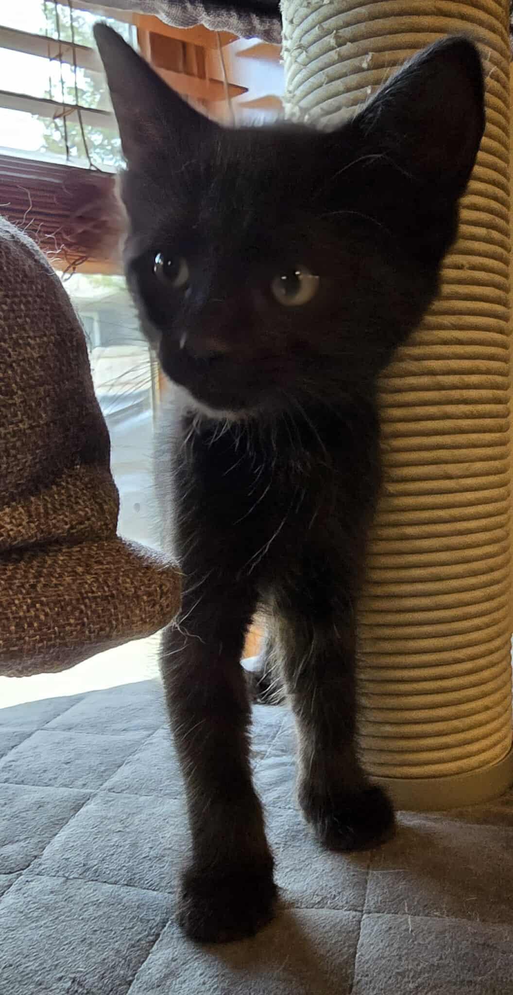 Eclipse, Baby Female unknown